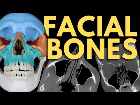 Facial Bones | Viscerocranium Anatomy | Radiology Anatomy Part 1 | CT Brain