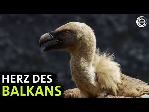 Wild Serbia ‒ Storks, Gorges, and Jackals | Experience Earth
