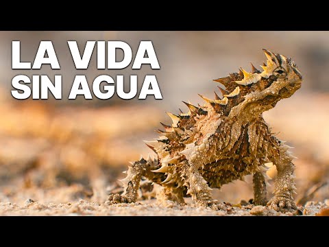 La Vida sin Agua | Inventos de la naturaleza