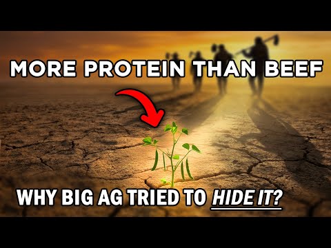 More Protein Than Beef, Stronger Than Corn: The Lost Survival Seed