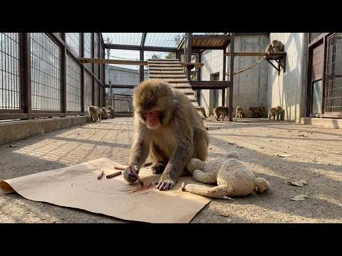 This Monkey Drew the Same Picture Every Day for 4 Months — When They Finally Understood Why, Everyon