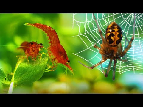 МЕГА ТЕРРАРИУМ за 100 МИНУТ: ОТ СОЗДАНИЯ ДО ЖИЗНИ | 50 Видов ФАУНЫ в Одном ТЕРРАРИУМЕ