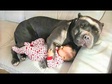 Cutest Giant Dogs Protecting Babies Like Their Own Puppies | Funny Dog and Human Videos