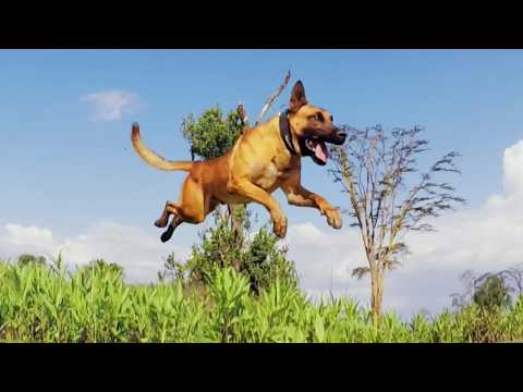 Why Dogs Love Us: The Story Behind