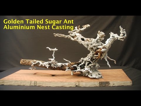 Aluminium Casting of a Golden Tailed Sugar Ant Nest - 2014/10/11