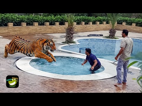 Wild Animals Invading Cities Caught on Camera #14
