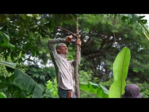 5. Field Exercise - Maintaining a Syntropic System