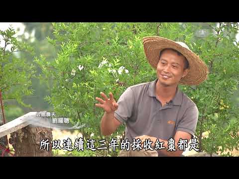 【農夫與他的田】20181026 - 棗路回家