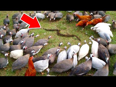 The Power Of Numbers In The Animal Kingdom