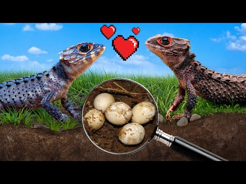 Attempting to Breed my Baby Dragons