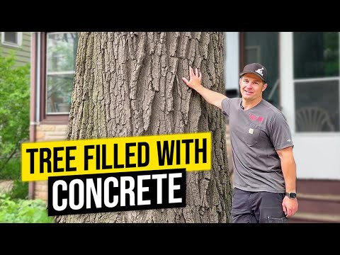 Concrete Filled Tree!