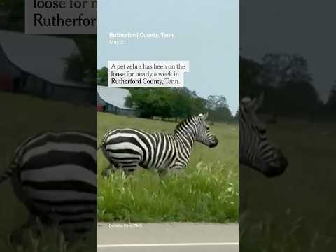 Runaway Zebra Evades Capture in Tennessee