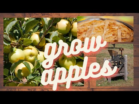 Pruning apple trees, a tutorial and demonstration.