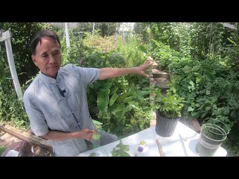 百香果正確的插枝方法成活率百分百 Passion fruit correct cutting method survival rate is 100%