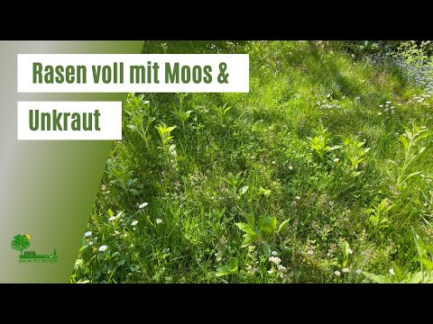 Unkraut und Moos im Rasen entfernen | Rasen vertikutieren, aerifizieren, sanden und nachsäen