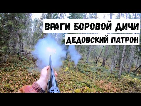 Алтай ушёл ночью за зверем.Враги боровой дичи.