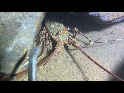 Diving under the sea to catch eels, crabs and sea cucumbers | Part 74-2