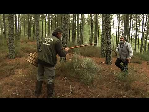 CÈPES & MORILLES : Le business de l'or blanc en France