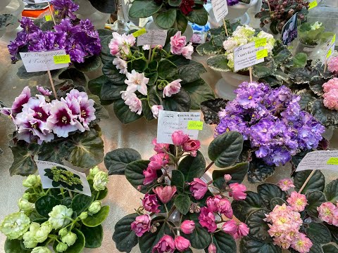 ВЫСТАВКА ФИАЛОК И НЕ ТОЛЬКО В САНКТ-ПЕТЕРБУРГЕ В КИРОВСКОМ УНИВЕРМАГЕ 19.07.2023