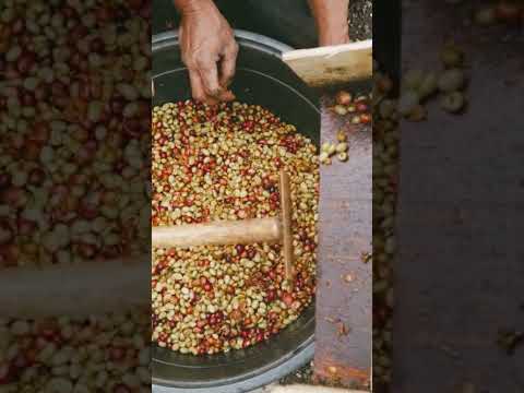 #Coffee Process | Washed | Teaser #Shorts