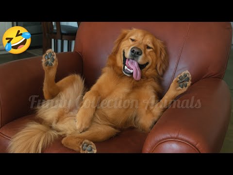 Best Funny Animal Videos🐕🐈2025 | Try Not To Laugh🤣
