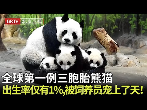 全球第一例三胞胎熊猫，出生率仅有1%，被饲养员宠上了天！ 【熊猫奇缘】#cute #国宝大熊猫