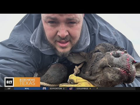 North Texas man takes in calf injured in Panhandle wildfire