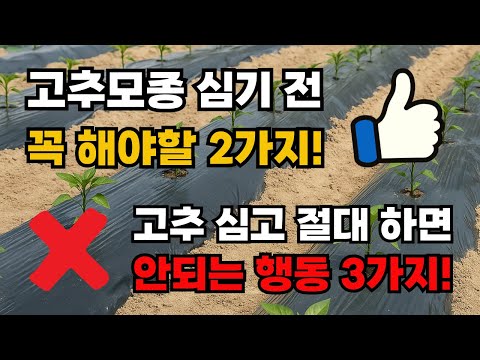 고추심기 전 꼭 해야 할 2가지와 심고 나서 절대 하면 안 되는 3가지!