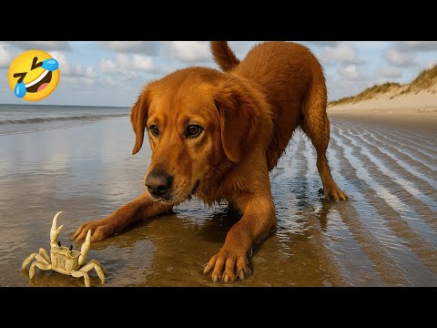 New Funniest videos of Cats🐈 and Dogs🐕2025. Try Not To Laugh 😂