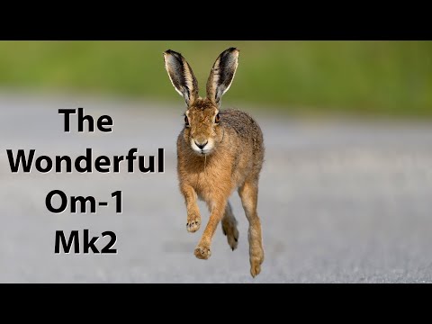 Some recent images and video footage that did not make it into my Youtube films.