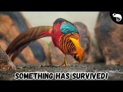 These Survived the Extinction of the Dinosaurs!