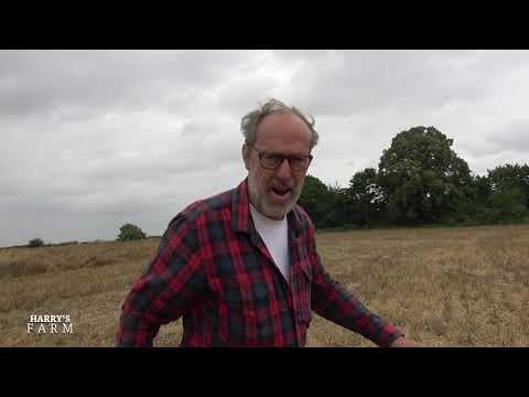 My 2021 rapeseed harvest turns out to be even worse than I expected