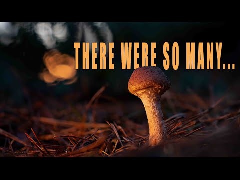 PLOD in the woods - There Were So Many - Photography