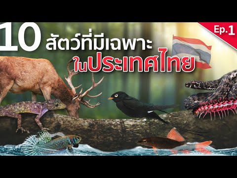10 สัตว์ที่มีเฉพาะในประเทศไทย