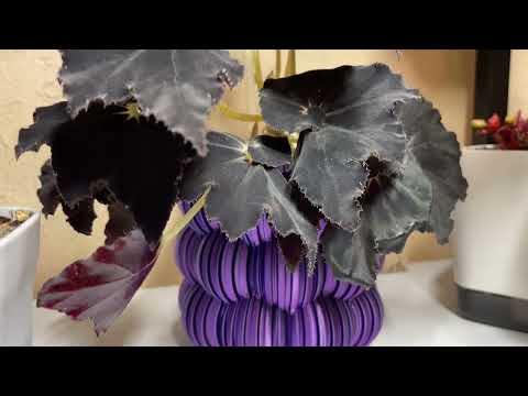 Всё растёт, всё меняется. Комнатные цветы. Обзор стеллажа. Декабрь 2025🌷