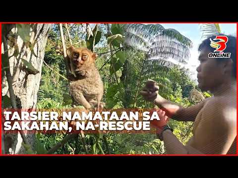 Tarsier namataan sa sakahan, na-rescue