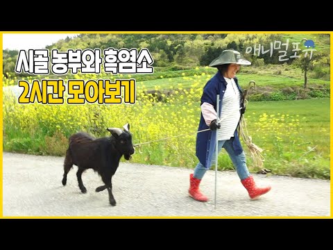 시골에서 산책하는 흑염소?! 산골 농부와 가축이 아닌 가족이 된 울금이네🖤 | 쇠고집 쇠줄 씨와 순둥이 미순 씨 | KBS 인간극장 2021 방송