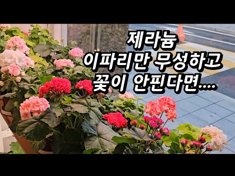 If you have no geranium flowers and only lush leaves, be sure to check this out!!