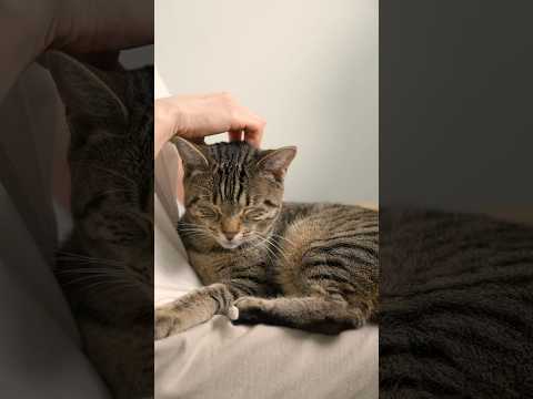 breakfast with my cat 😸