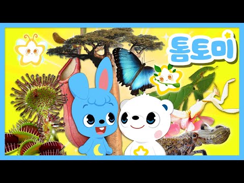 [🌟톰토미의 별별별] 특이한 식물별 & 곤충별 모아보기 | 어떤 곤충과 식물을 만나볼까? | 특이한 시리즈 | 어린이 교육 | 곤충 & 식물 알아보기 #톰토미