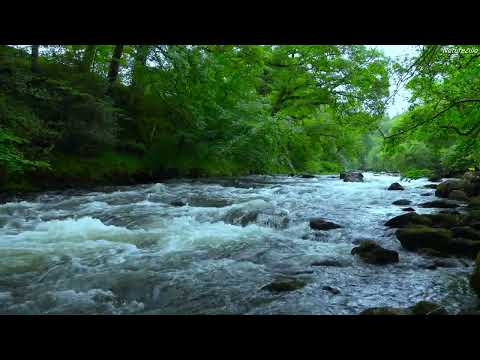4k Forest River White Noise | River Sounds No Birds | Running Water Sounds for Sleep, Relax, 10 Hrs.