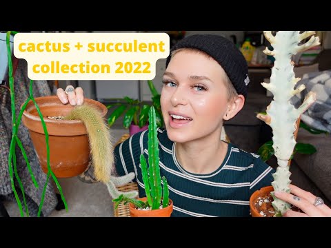 Cactus + Succulent Collection | monkey tail, rhipsalis, euphorbia, opuntia, etc.