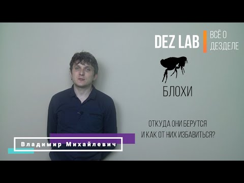 Завелись блохи.  Что делать?