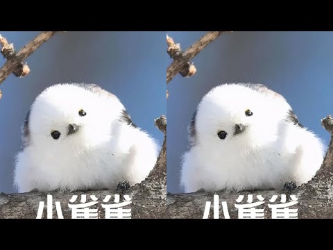 你見過傻到掉渣的鳥嗎?北長尾山雀的超級傻行為讓人看得目瞪口呆!#動物世界 #神奇動物 #动物 #动物世界 #萌宠 #可爱动物 #野生动物