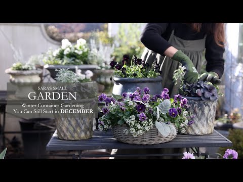 Creating a Winter Container Garden In Time For December