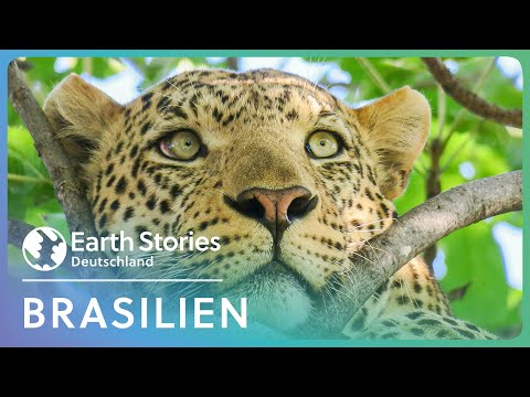XXL Doku: Brasiliens Naturwunder | Eine Reise durch unberührte Welten