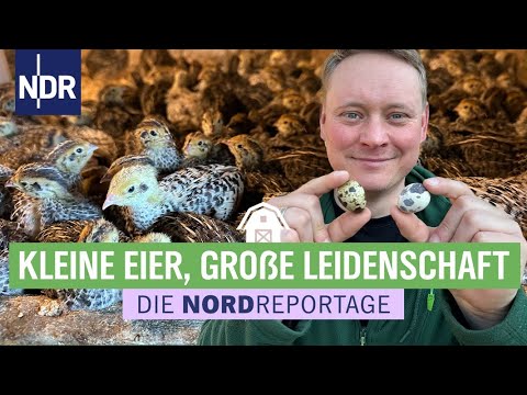 Piepshow bei den Kleins - Wachteleier aus Vorpommern heiß begehrt | Die Nordreportage