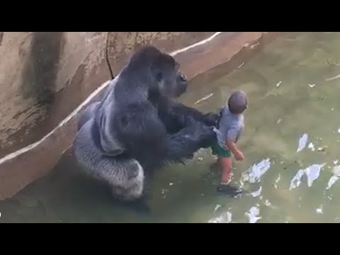 25 Wild Animals That Saved Human Lives