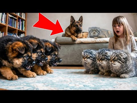 WARNING! Don't get a Pallas's cat if you have a dog... Here's why.WILD PALLAS'S CATvsGERMAN SHEPHERD
