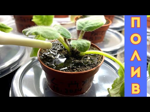 Как ПРАВИЛЬНО ПОЛИВАТЬ детки ФИАЛОК? Как не допустить ОШИБОК при поливе!